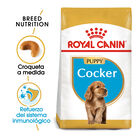 Royal Canin Puppy Cocker ração para cães, , large image number null